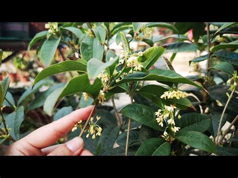 種桂花|桂花種植指南：種出芬芳美麗的桂花 